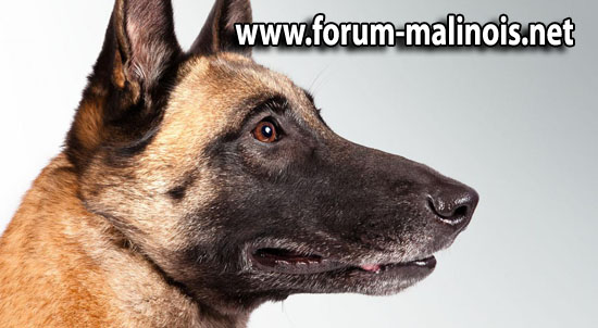 Le Chiot Malinois