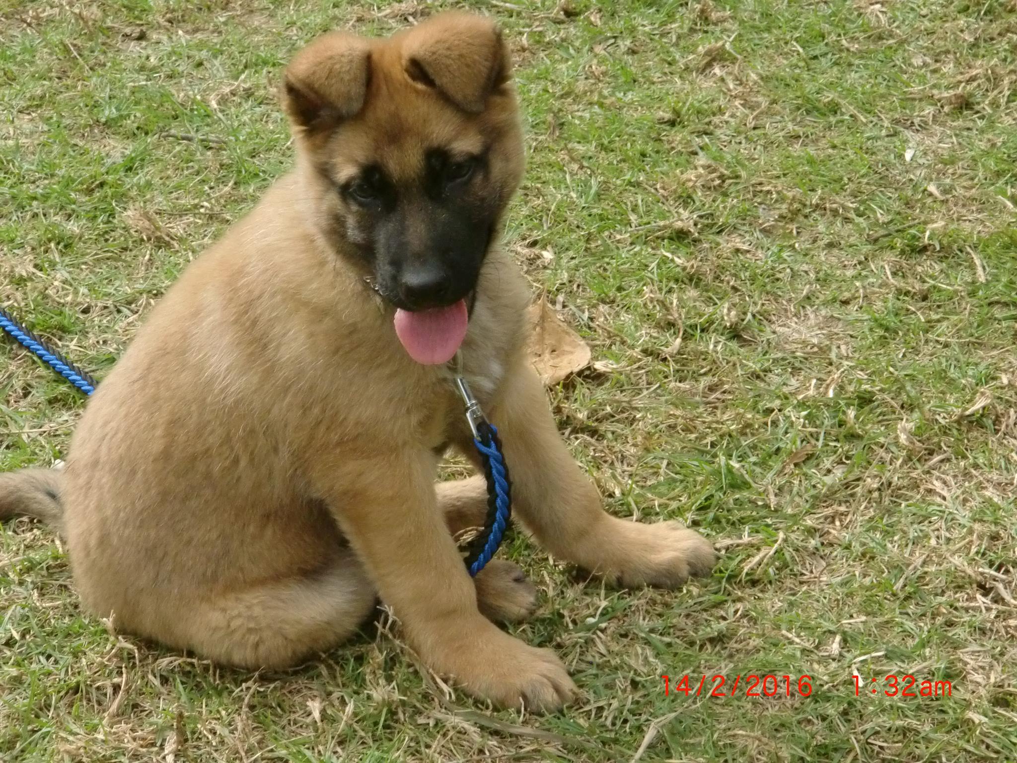 mon malinois - Forum Malinois - le forum des passionnés du Berger Malinois