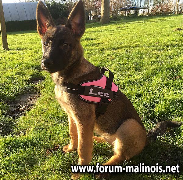 Quel harnais pour le Malinois ? - Page 2 - Forum Malinois - le forum des  passionnés du Berger Malinois